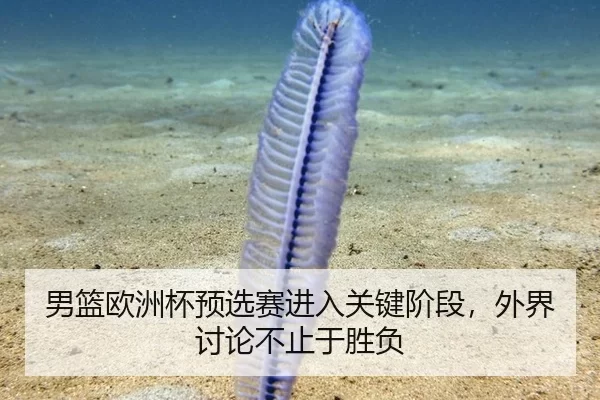 男篮欧洲杯预选赛进入关键阶段，外界讨论不止于胜负